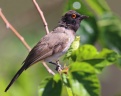 Eldorado Lodge and Camping - African red-eyed bulbul (Pycnonotus nigricans)