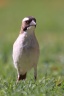 Eldorado Lodge and Camping - White-browed sparrow-weaver (Plocepasser mahali)