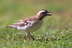Eldorado Lodge and Camping - White-browed sparrow-weaver (Plocepasser mahali)