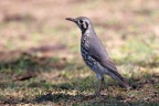 Eldorado Lodge and Camping - Groundscraper thrush (Turdus litsitsirupa)