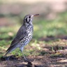Eldorado Lodge and Camping - Groundscraper thrush (Turdus litsitsirupa)