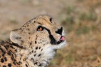 Eldorado Animal Sanctuary - Southeast African cheetah (Acinonyx jubatus jubatus)