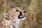 Eldorado Animal Sanctuary - Southeast African cheetah (Acinonyx jubatus jubatus)