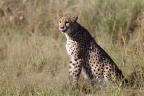 Eldorado Animal Sanctuary - Southeast African cheetah (Acinonyx jubatus jubatus)