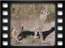 Eldorado Animal Sanctuary - Southeast African cheetah (Acinonyx jubatus jubatus)