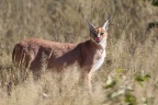 Eldorado Animal Sanctuary - Caracal (Caracal caracal)