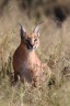 Eldorado Animal Sanctuary - Caracal (Caracal caracal)