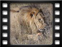Eldorado Animal Sanctuary - Lion (Panthera leo)
