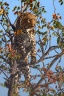 Eldorado Animal Sanctuary - Leopard (Panthera pardus)