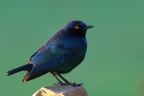 Eldorado Lodge and Camping - Cape starling (Lamprotornis nitens)