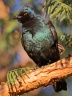 Eldorado Lodge and Camping - Cape starling (Lamprotornis nitens)