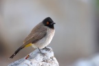 Eldorado Lodge and Camping - African red-eyed bulbul (Pycnonotus nigricans)