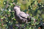 Eldorado Lodge and Camping - Grey go-away-bird (Crinifer concolor)