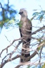 Eldorado Lodge and Camping - Grey go-away-bird (Crinifer concolor)