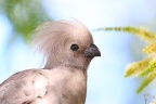 Eldorado Lodge and Camping - Grey go-away-bird (Crinifer concolor)