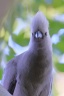 Eldorado Lodge and Camping - Grey go-away-bird (Crinifer concolor)
