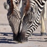Etosha - Burchell's zebra (Equus quagga burchellii)