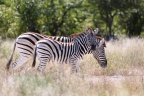 Etosha - Burchell's zebra (Equus quagga burchellii)