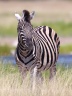 Etosha - Burchell's zebra (Equus quagga burchellii)