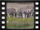 Etosha - Burchell's zebra (Equus quagga burchellii)