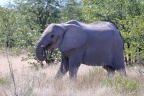 Etosha - African bush elephant (Loxodonta africana)