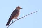 Etosha - Chat flycatcher (Agricola infuscatus)
