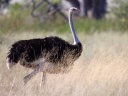 Etosha - South African ostrich (Struthio camelus australis)