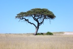 Etosha - Umbrella thorn (Acacia tortilis)