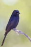 Etosha - Fork-tailed drongo (Dicrurus adsimilis)