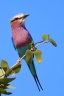 Etosha - Lilac-breasted roller (Coracias caudatus)
