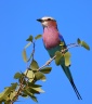 Etosha - Lilac-breasted roller (Coracias caudatus)