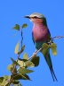 Etosha - Lilac-breasted roller (Coracias caudatus)