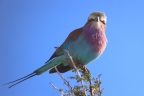 Etosha - Lilac-breasted roller (Coracias caudatus)