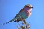 Etosha - Lilac-breasted roller (Coracias caudatus)