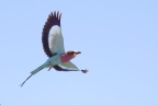 Etosha - Lilac-breasted roller (Coracias caudatus)