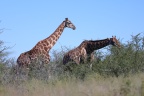 Etosha - Southern giraffe (Giraffa giraffa)