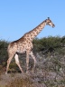 Etosha - Southern giraffe (Giraffa giraffa)
