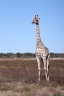Etosha - Southern giraffe (Giraffa giraffa)