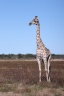 Etosha - Southern giraffe (Giraffa giraffa)