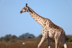 Etosha - Southern giraffe (Giraffa giraffa)