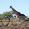 Etosha - Southern giraffe (Giraffa giraffa)