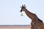 Etosha - Southern giraffe (Giraffa giraffa)