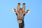 Etosha - Southern giraffe (Giraffa giraffa)