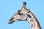 Etosha - Southern giraffe (Giraffa giraffa)