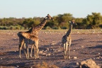 Etosha - Southern giraffe (Giraffa giraffa)
