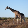 Etosha - Southern giraffe (Giraffa giraffa)