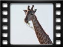 Etosha - Southern giraffe (Giraffa giraffa)