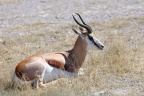 Etosha - Springbok (Antidorcas marsupialis)