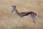 Etosha - Springbok (Antidorcas marsupialis)