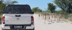 Etosha - Springbok (Antidorcas marsupialis)